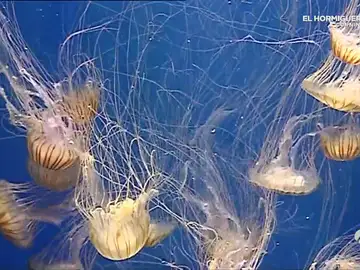 Medusas Medusas