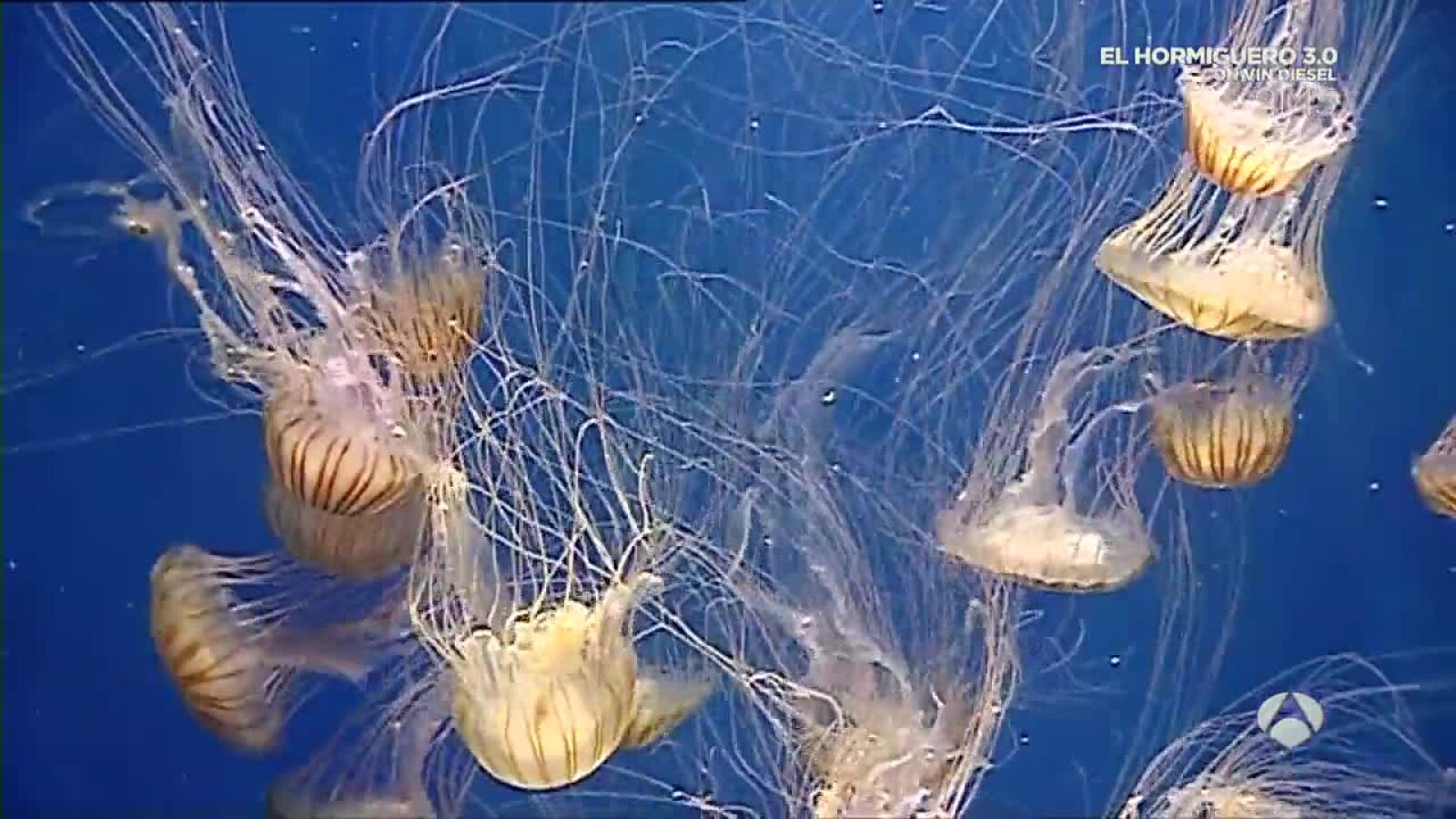 Nos adentramos en la mayor exposición de medusas de Europa