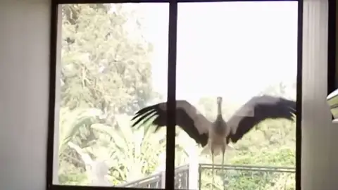 Frame 47.925334 de: Más de 500 millones de aves mueren al chocar contra cristales y ventanas Frame 47.925334 de: Más de 500 millones de aves mueren al chocar contra cristales y ventanas