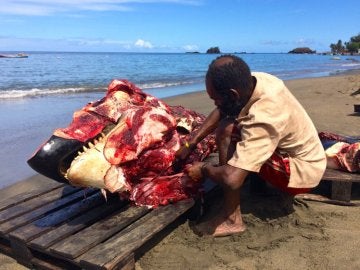 Sacrifican dos orcas delante de los pasajeros de varios cruceros