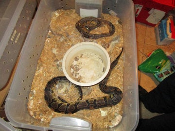 Algunas de las serpientes encontradas