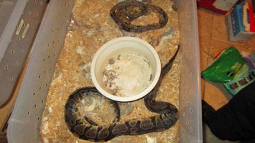 Algunas de las serpientes encontradas