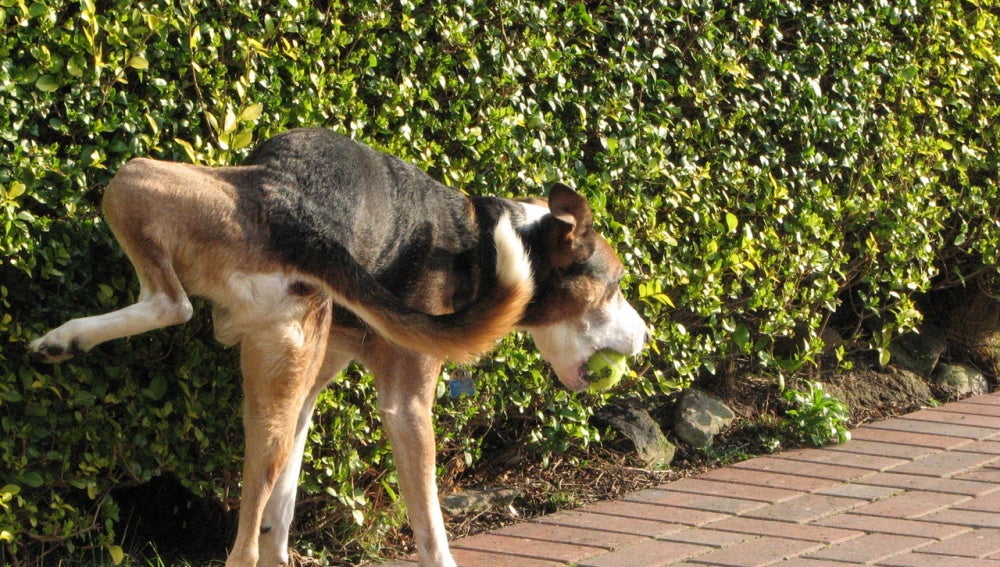 Perro orinando en la vía pública