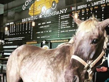 Un caballo incapaz de sudar bebe cerveza para abrir sus poros