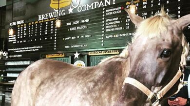 Un caballo incapaz de sudar bebe cerveza todos los días para abrir sus poros