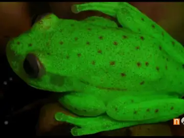 Frame 61.81 de: animales Frame 61.81 de: animales