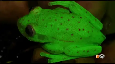 Frame 61.81 de: animales Frame 61.81 de: animales