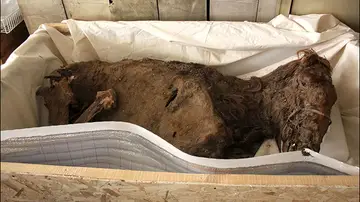 Hallan una momia de un caballo casi intacto Hallan una momia de un caballo casi intacto