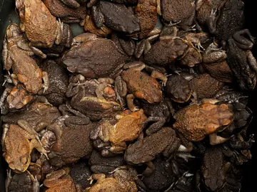 Científicos buscan un remedio contra la gripe en la piel de los sapos Científicos buscan un remedio contra la gripe en la piel de los sapos