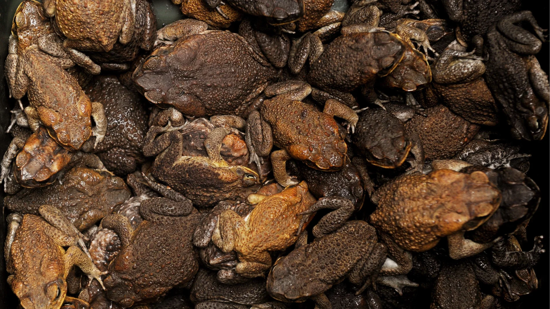 Científicos buscan un remedio contra la gripe en la piel de los sapos Científicos buscan un remedio contra la gripe en la piel de los sapos