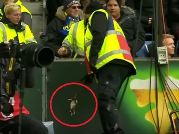 Hinchas rivales lanzan una rata muerta al córner Hinchas rivales lanzan una rata muerta al córner