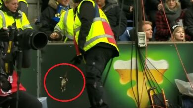 Lo nunca visto: ¡Lanzan ratas muertas al rival en un córner!