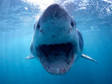 Imagen de archivo de un tiburón Imagen de archivo de un tiburón