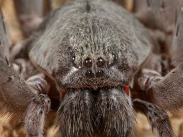 Califorctenus cacachilensis, la nueva araña descubierta en México