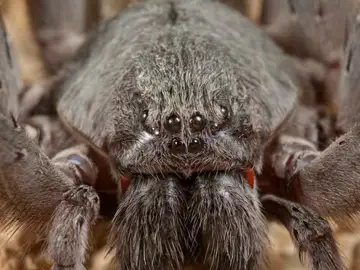 Califorctenus cacachilensis, la nueva araña descubierta en México Califorctenus cacachilensis, la nueva araña descubierta en México