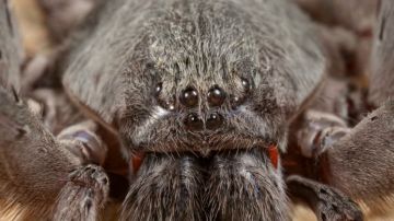 Califorctenus cacachilensis, la nueva araña descubierta en México