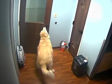 General escapando del veterinario General escapando del veterinario
