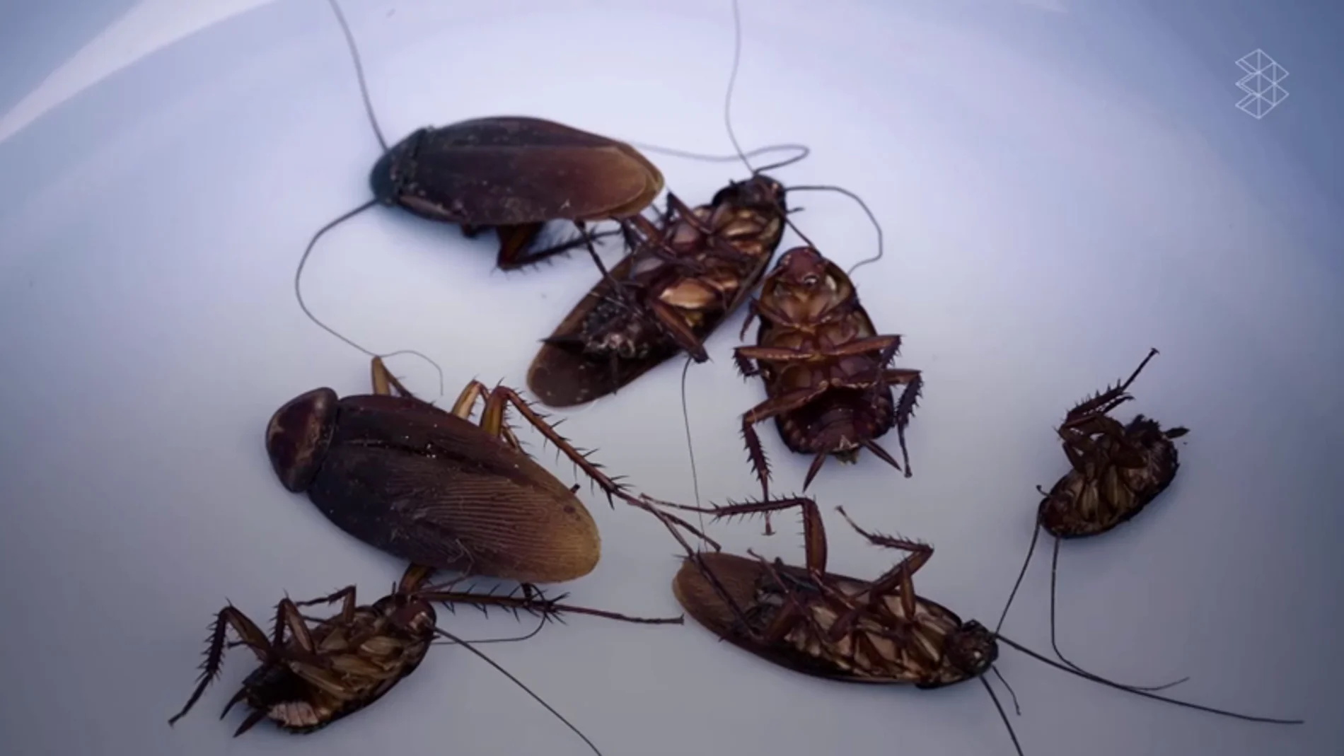 Frame 6.599882 de: La PlayStation 4 es un nido perfecto para las cucarachas Frame 6.599882 de: La PlayStation 4 es un nido perfecto para las cucarachas