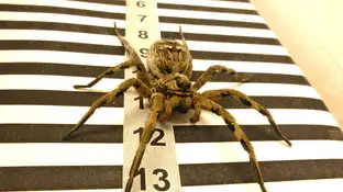 La tarantula calcula las distancias gracias a sus ojos laterales La tarantula calcula las distancias gracias a sus ojos laterales