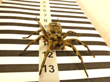 La tarantula calcula las distancias gracias a sus ojos laterales