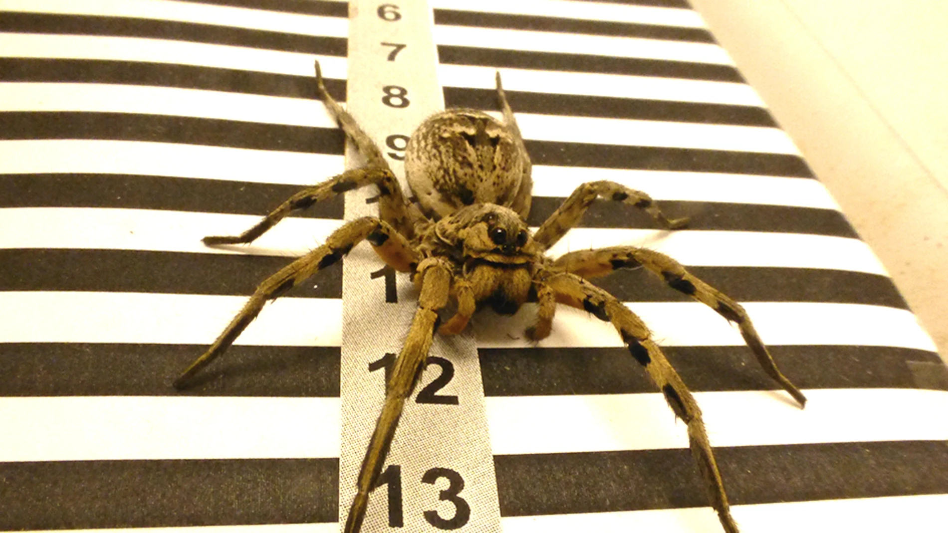 La tarantula calcula las distancias gracias a sus ojos laterales La tarantula calcula las distancias gracias a sus ojos laterales