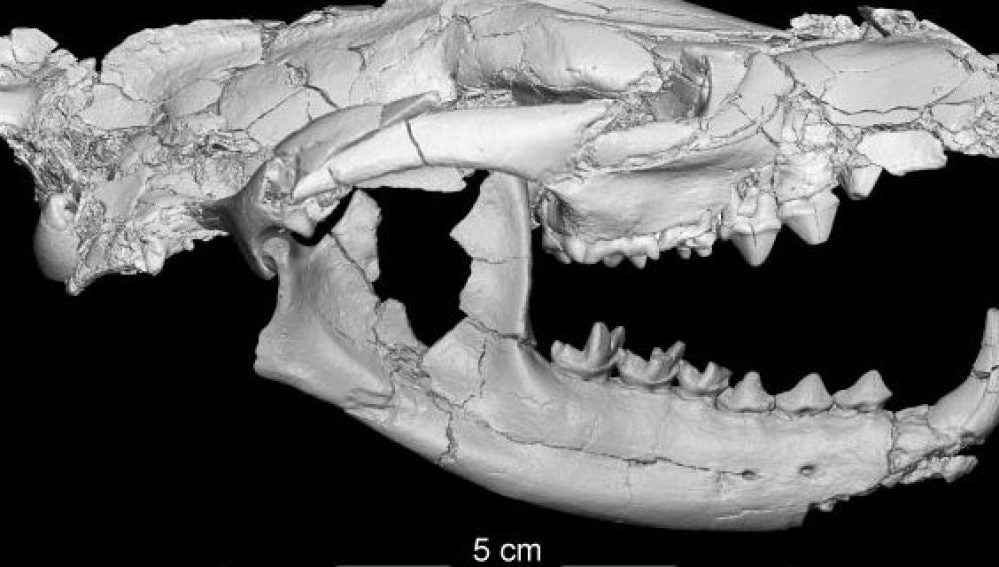 Investigadores descubren un nuevo carnívoro de 34 millones de años