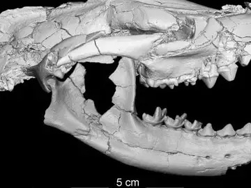 Investigadores descubren un nuevo carnívoro de 34 millones de años Investigadores descubren un nuevo carnívoro de 34 millones de años