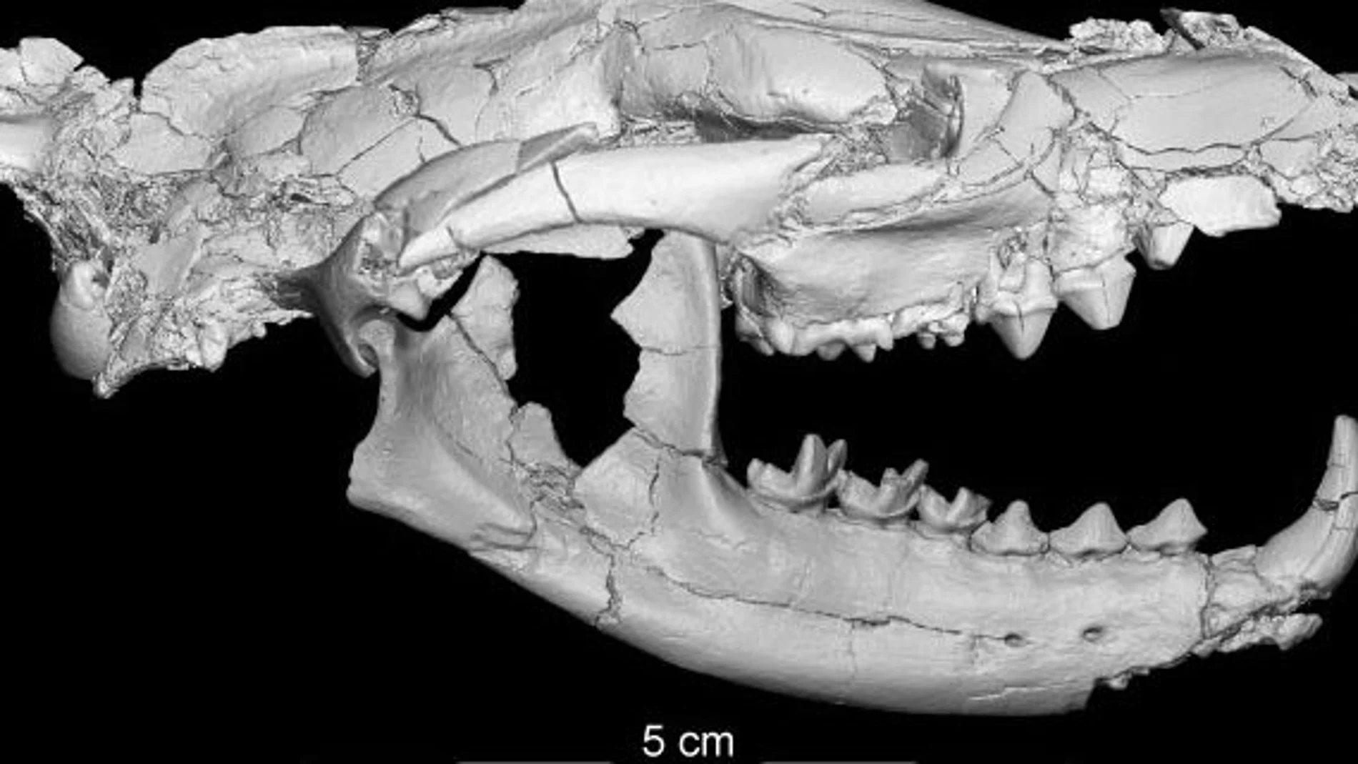 Investigadores descubren un nuevo carnívoro de 34 millones de años Investigadores descubren un nuevo carnívoro de 34 millones de años