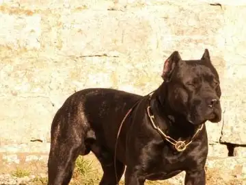 Un presa canario Un presa canario