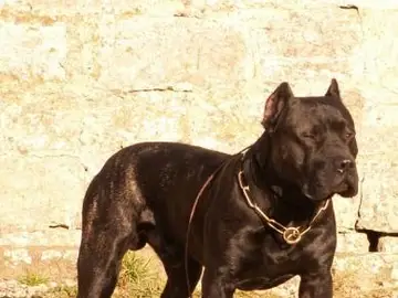 Un presa canario Un presa canario