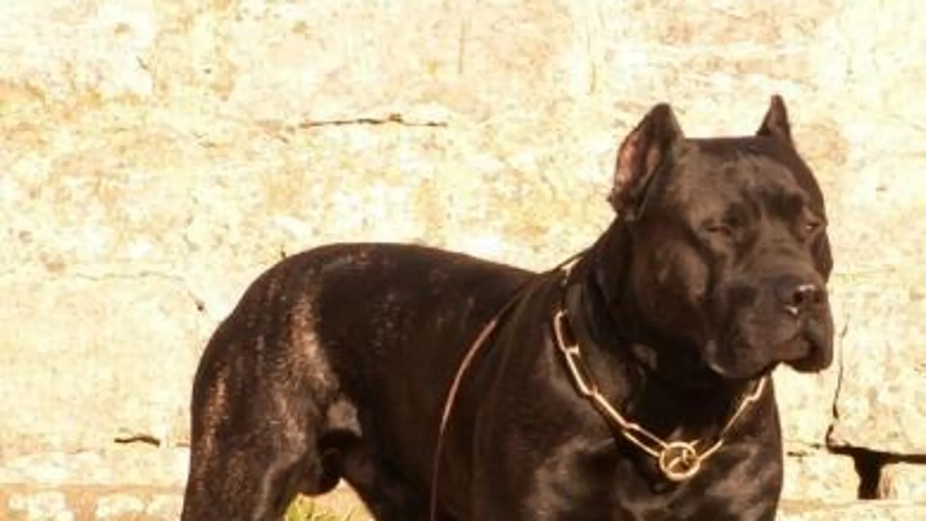 Un presa canario Un presa canario