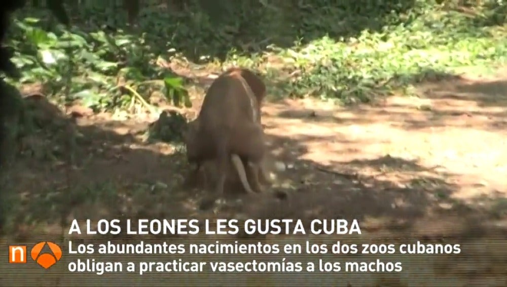 Frame 9.461325 de: Los leones se dejan llevar por Cuba: su particular 'baby-boom' obliga a practicar vasectomías a los machos
