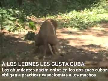 Frame 9.461325 de: Los leones se dejan llevar por Cuba: su particular 'baby-boom' obliga a practicar vasectomías a los machos Frame 9.461325 de: Los leones se dejan llevar por Cuba: su particular 'baby-boom' obliga a practicar vasectomías a los machos
