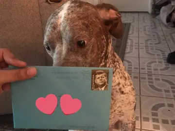 Apollo junto a una de las cartas que recibió de su dueño Apollo junto a una de las cartas que recibió de su dueño