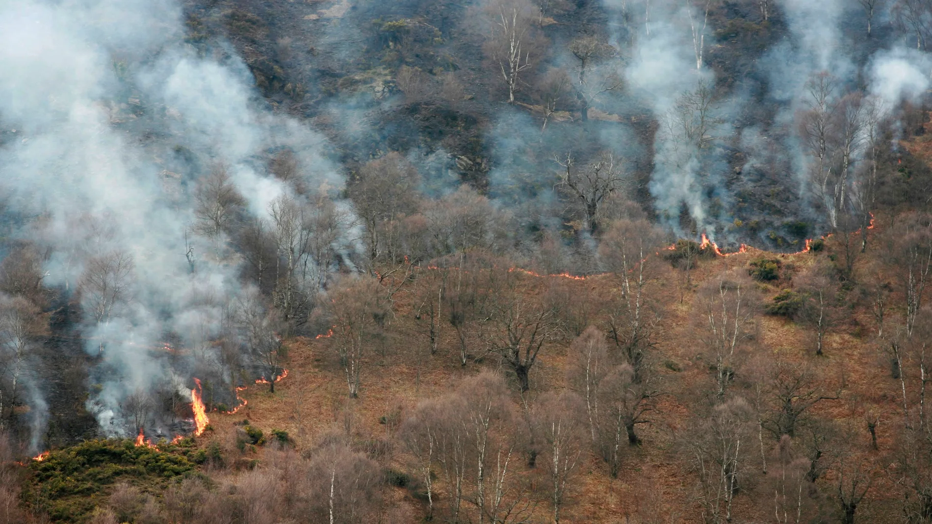 Incendio forestal en Asturias Incendio forestal en Asturias