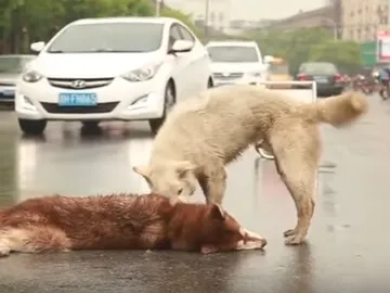 El perro tratando de despertar a su amigo El perro tratando de despertar a su amigo
