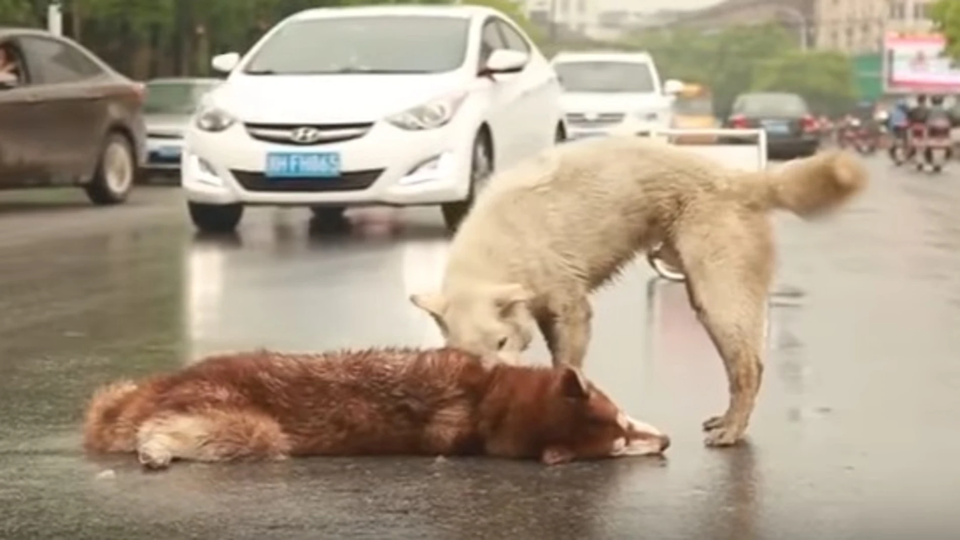 El perro tratando de despertar a su amigo El perro tratando de despertar a su amigo