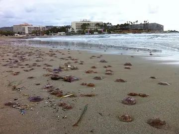 Medusas en Jávea Medusas en Jávea