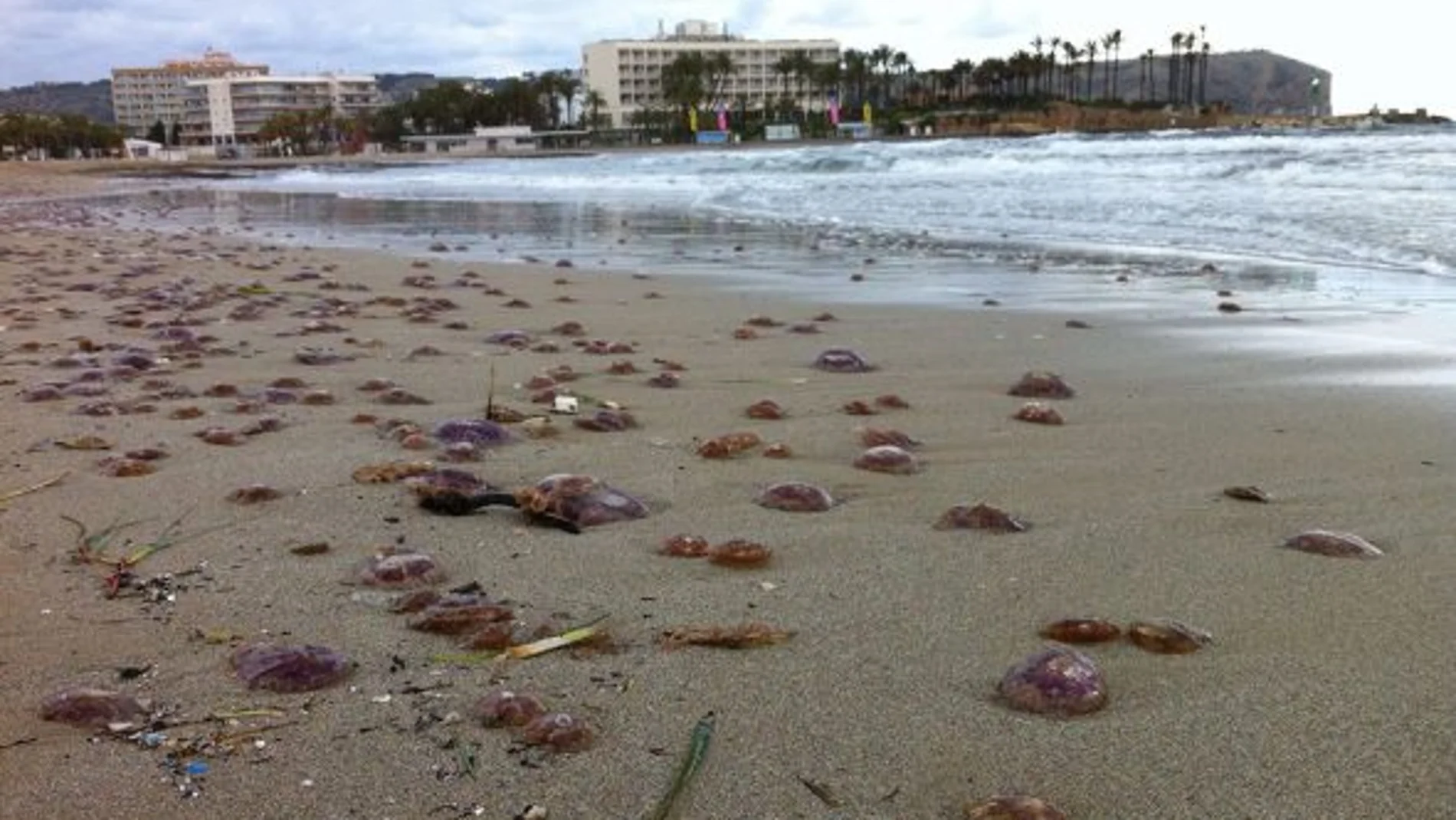 Medusas en Jávea Medusas en Jávea
