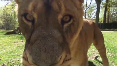 Los drones captan escenas únicas de fauna salvaje sin arriesgar vidas humanas