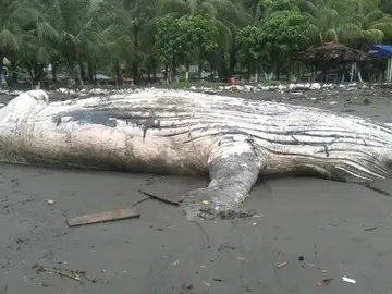 La ballena varada La ballena varada