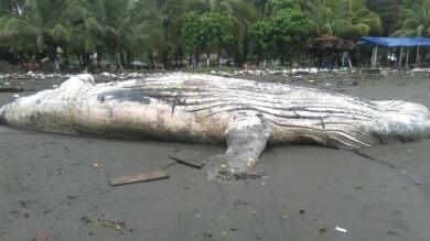 Hallan una ballena jorobada muerta en las playas de Colombia