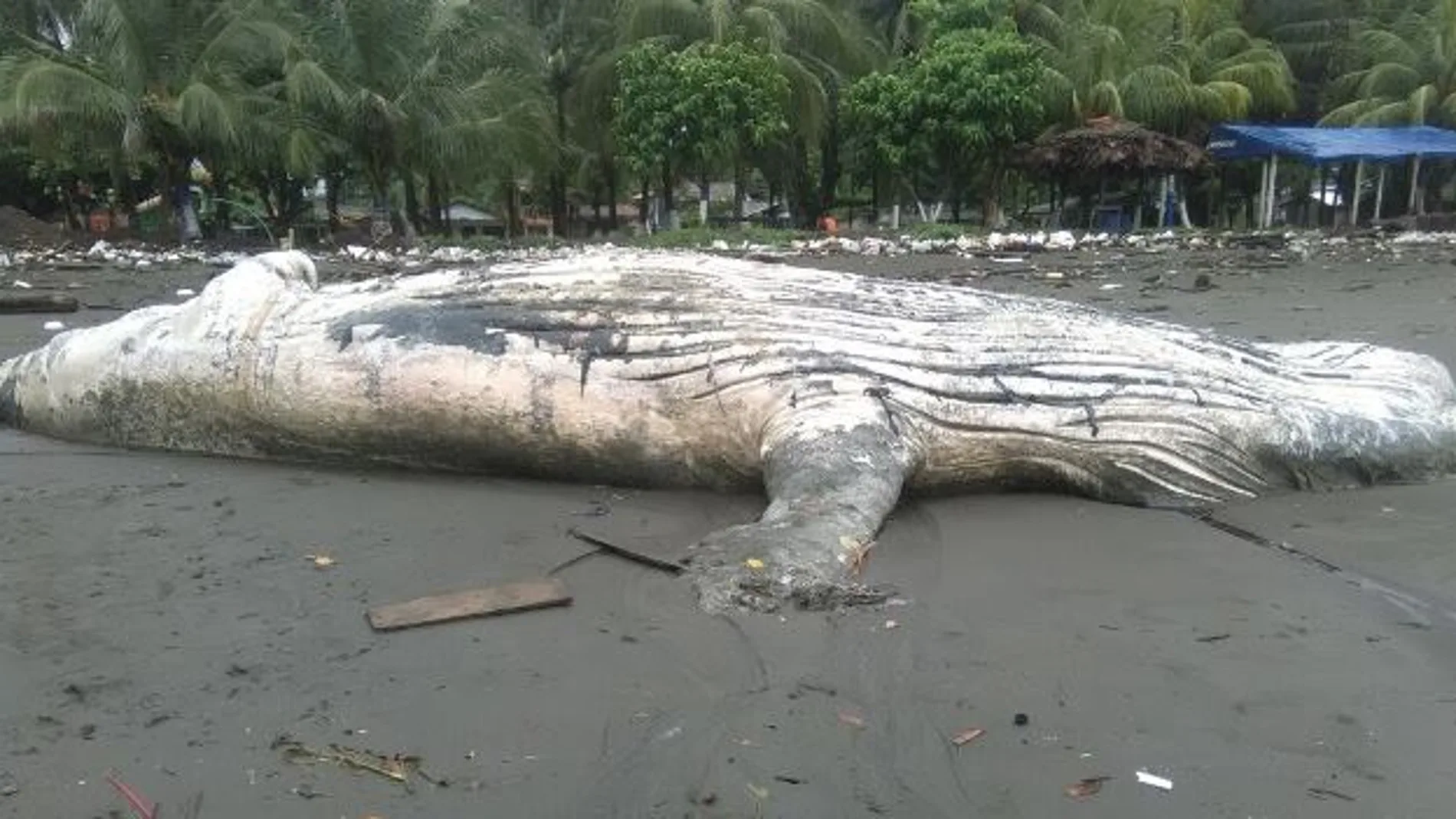 La ballena varada La ballena varada
