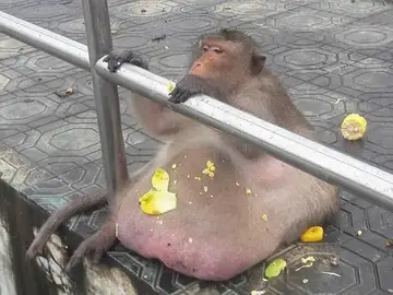 Envían a un mono con sobrepeso a un centro de rescate Envían a un mono con sobrepeso a un centro de rescate