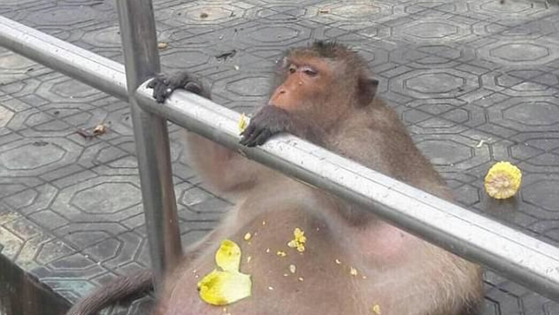 Env&iacute;an a un mono con sobrepeso a un centro de rescate