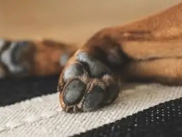 Pata de perro Pata de perro