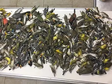 395 aves se estrellas contra un rascacielos 395 aves se estrellas contra un rascacielos