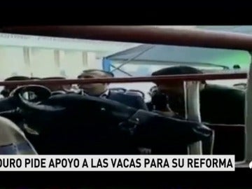 Frame 18.240392 de: madurovacas Frame 18.240392 de: madurovacas
