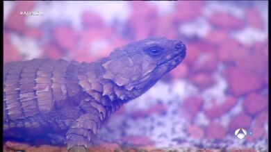 Descubre algunos de los animales más raros del planeta Tierra