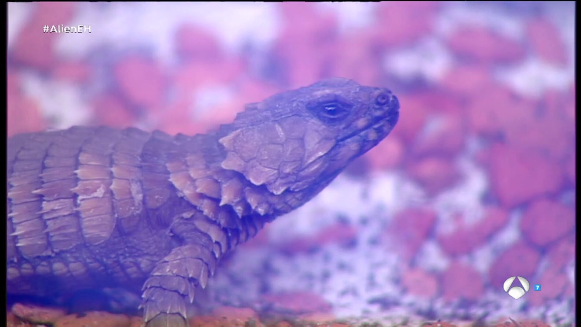 Frame 173.485714 de: Descubre algunos de los animales m&Atilde;&iexcl;s raros del planeta Tierra